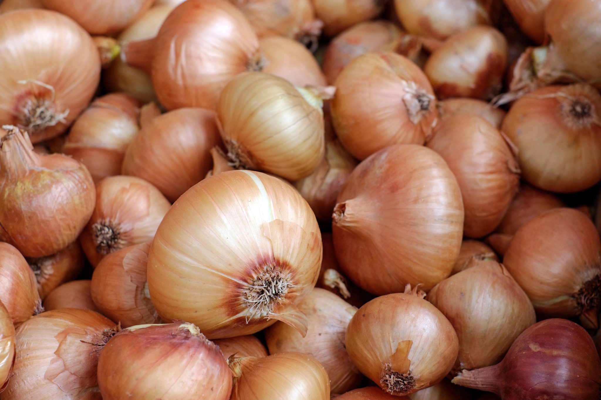 free onion browser